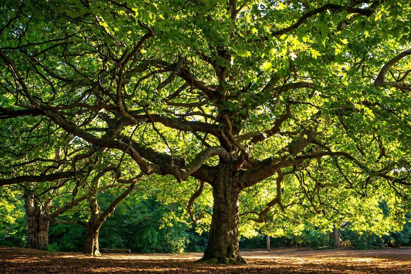 The plane trees at Mycenae Gardens, among the oldest in Blackheath