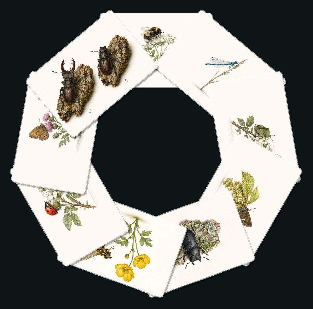 All nine illustrated insect plates arranged in a circle